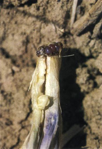 شپشک ریشه گندم